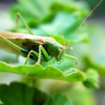 How To Get Rid Of Cricket Noise At Night (Sleep Better)