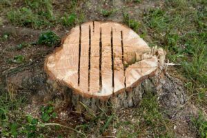 how to kill a tree stump