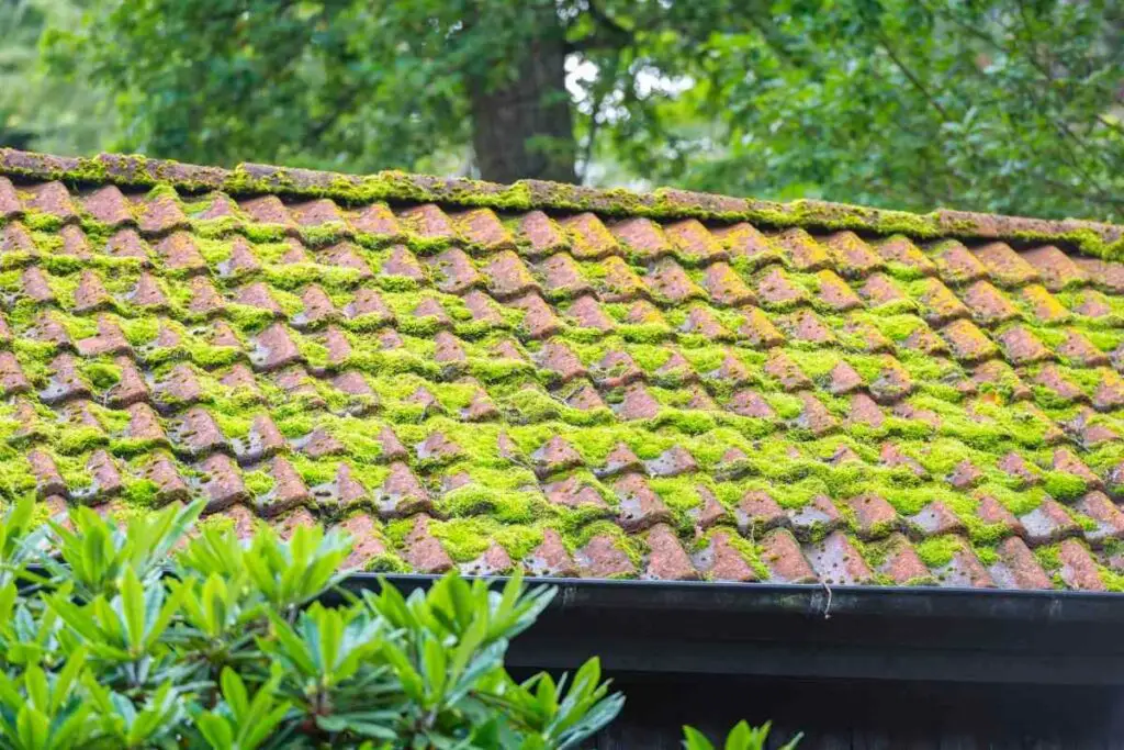 Best Roof Moss Killer (Free And Paid Methods)