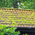 Best Roof Moss Killer (Free And Paid Methods)