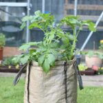 Potato Growing Containers buying guide