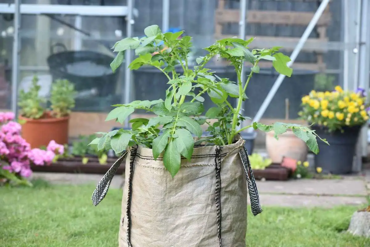 5 Best Potato Growing Containers