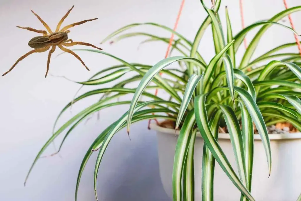 spider plant and a spider