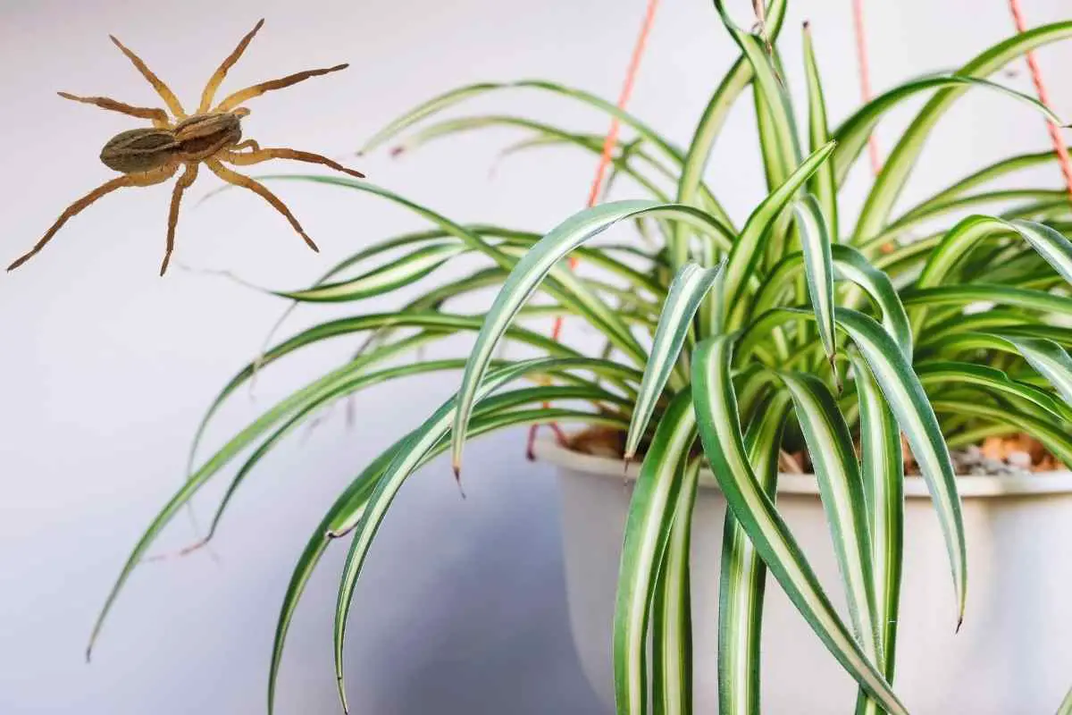 Do Spider Plants Attract Spiders?