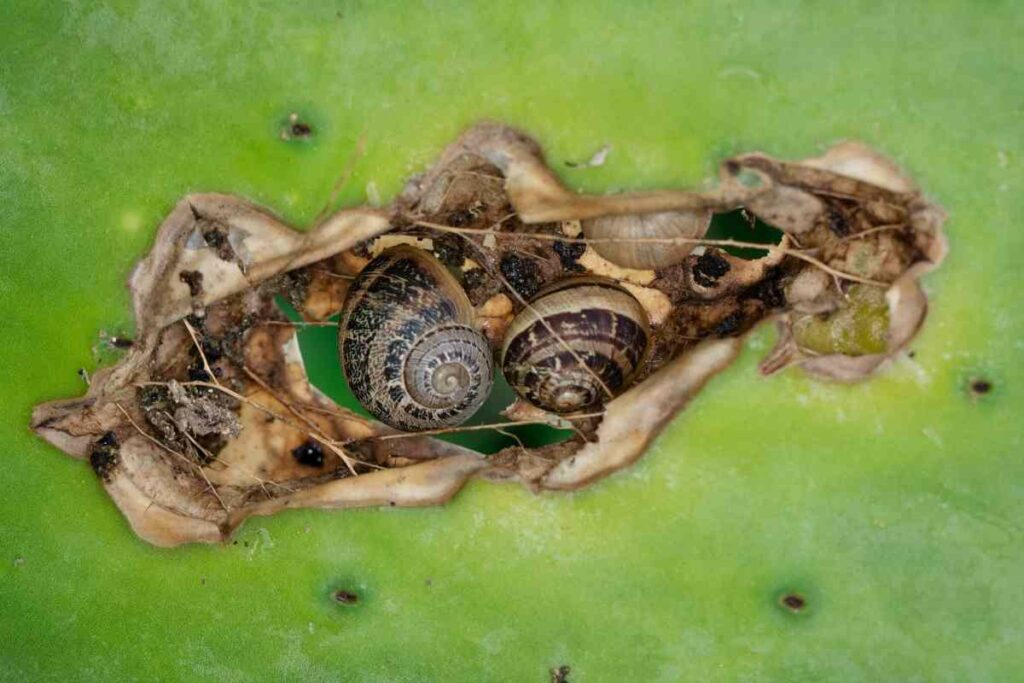 damage to a succulent by snails