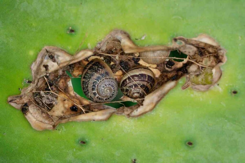 damage to a succulent by snails