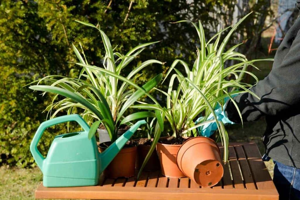 spider plants