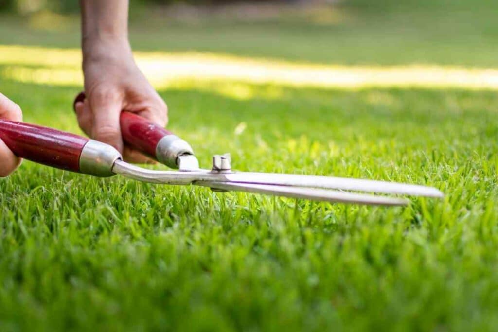 using shears to cut long grass