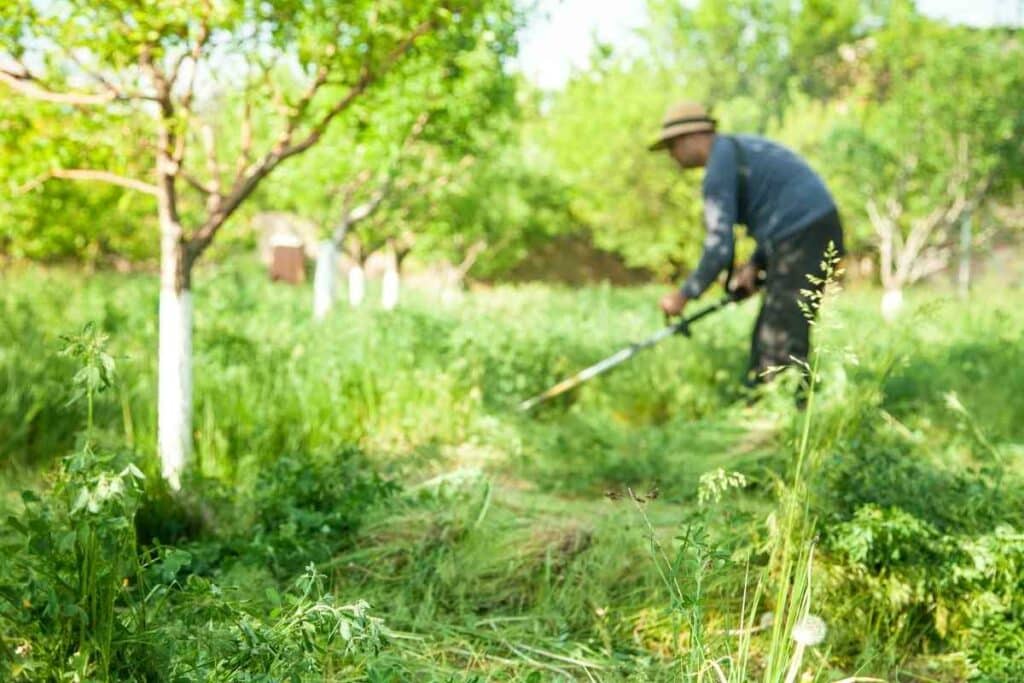 cutting tall grass