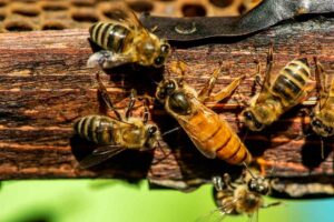 How Much Does A Queen Bee Cost?