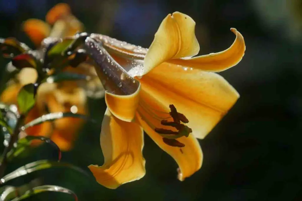 African queen lily flower