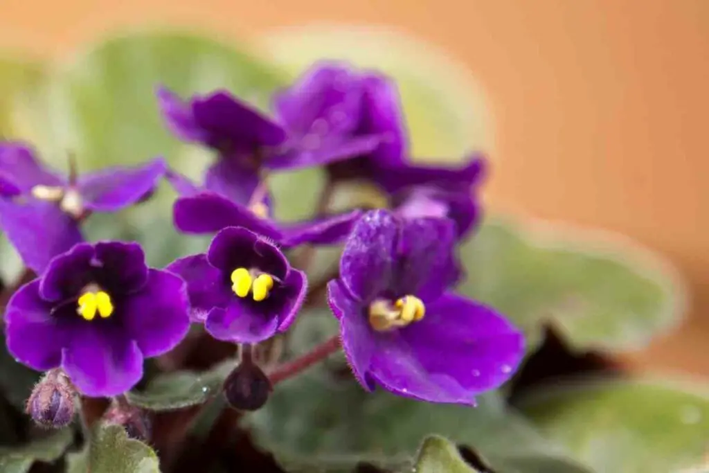 Healthy African violet