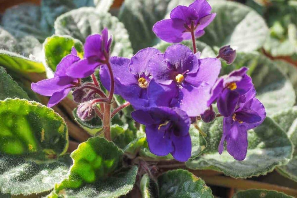 African violet fertilizers