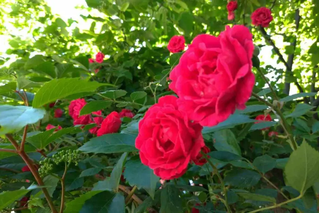 Amadis Rambler roses