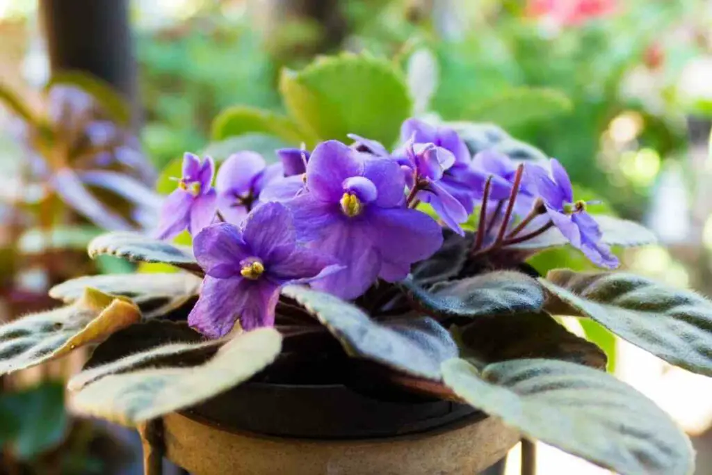 gloxinia 30g Fertilizer for violets Ivanovskoe streptocarpus 