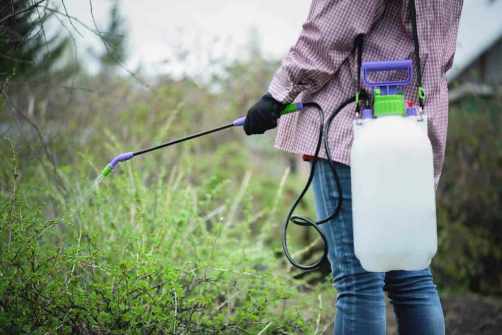 Using Affordable garden pump sprayers