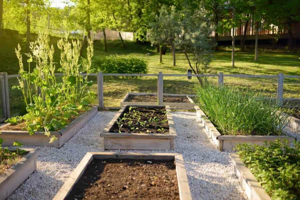 Best Wood For Raised Garden Beds guide