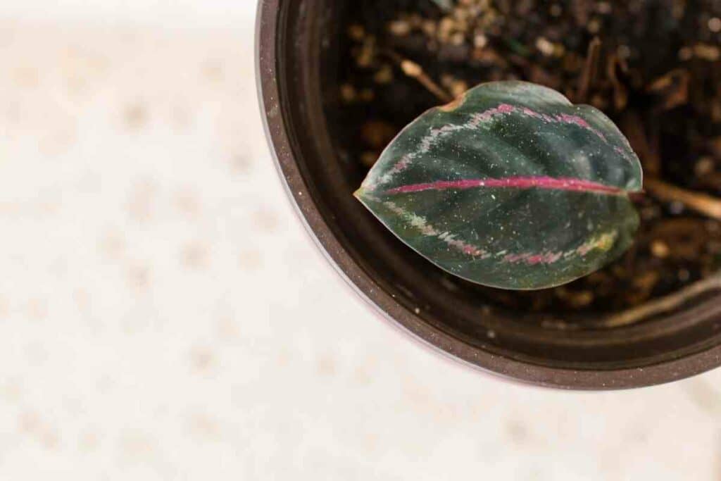 Calathea Dottie tiny leaves