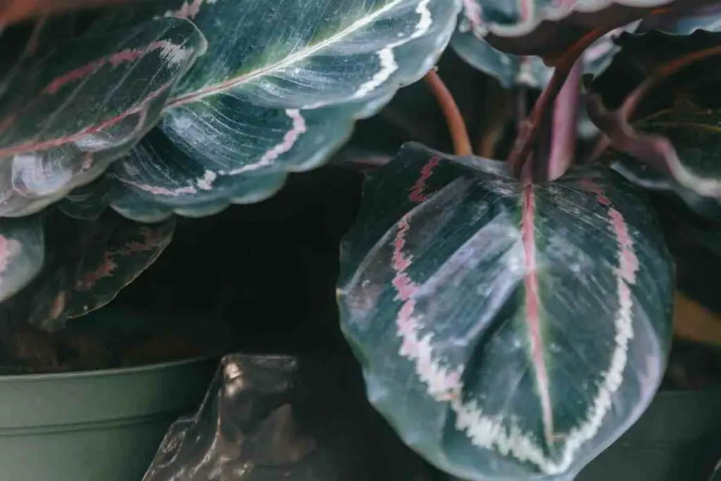 Complete Guide to Growing Calathea Dottie