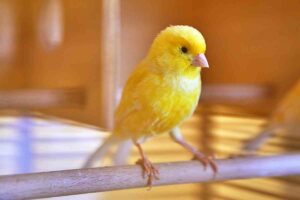 Can Canaries Live Outside?