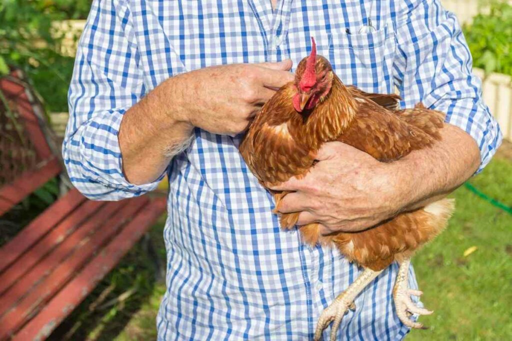 Can I Stop My Neighbour Keeping Chickens?