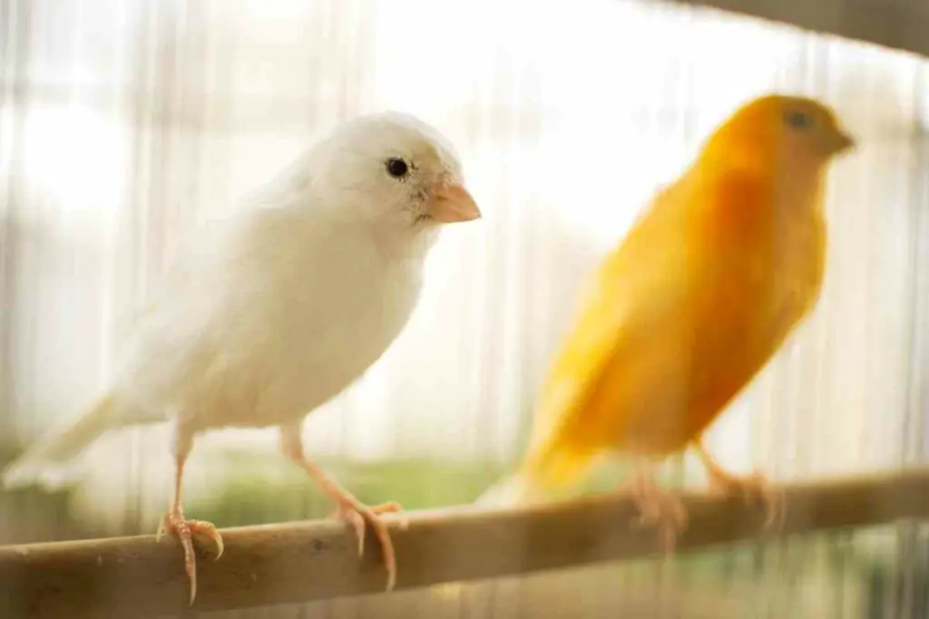 Canaries pet birds