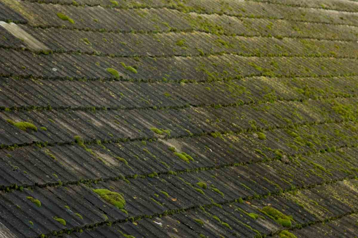 Best Roof Moss Killer (Free And Paid Methods) Gardenia Organic