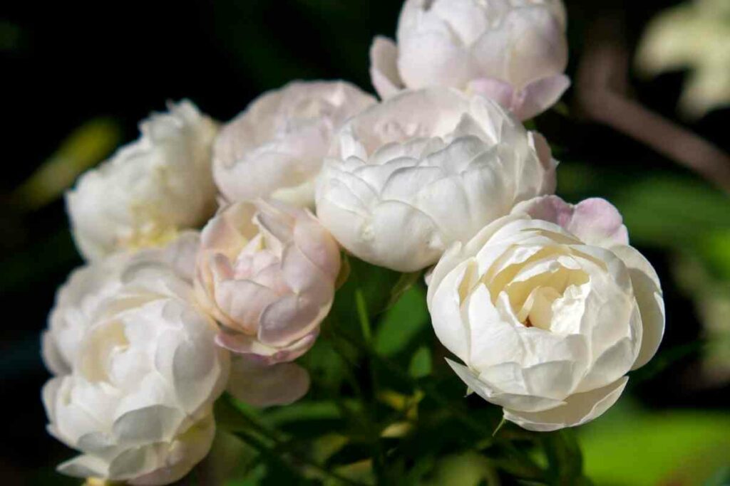 White Cinderella miniature rose