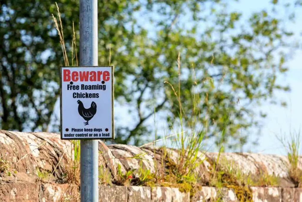 Reporting a nuisance against chickens