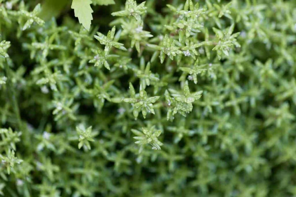 Crassula Helmsii succulents