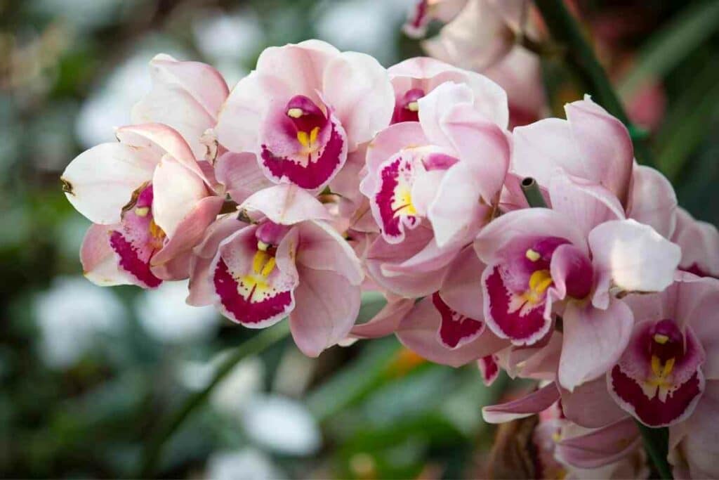 Pink Cymbidium Orchids