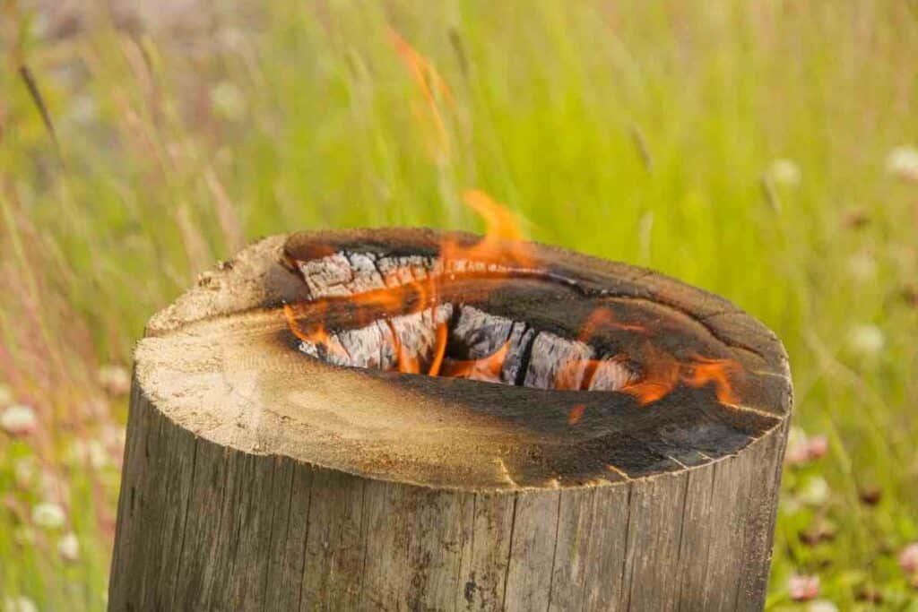 Potential dangers when killing tree stump burning