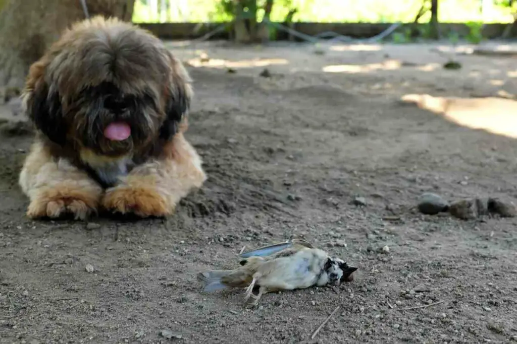 Dead bird in the backyard pets