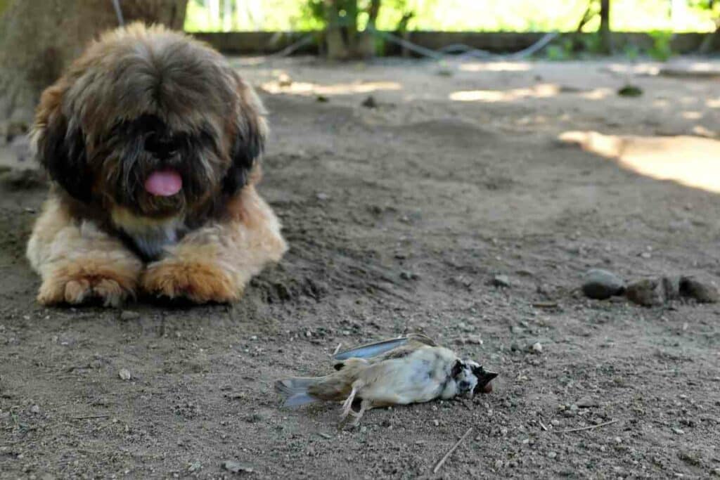 can a dog get sick from eating a dead bird