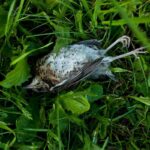 Dead Bird in Backyard meaning