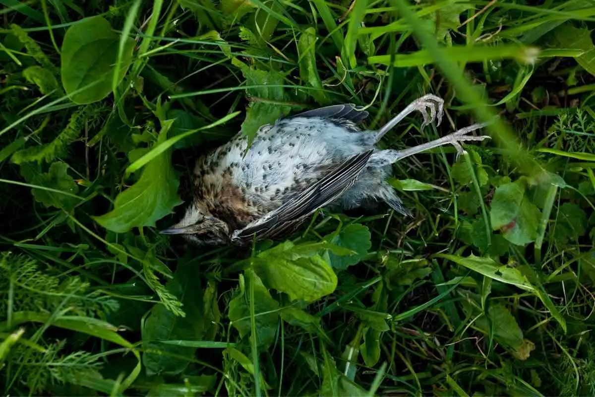 Dead Bird in Backyard (Meaning, Cause And What To Do)