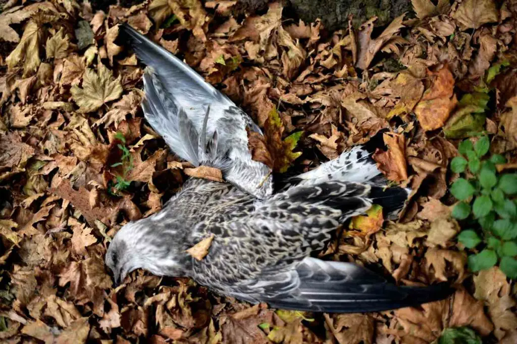 Dead bird in a backyard