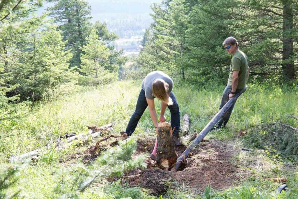 Digging tree stump