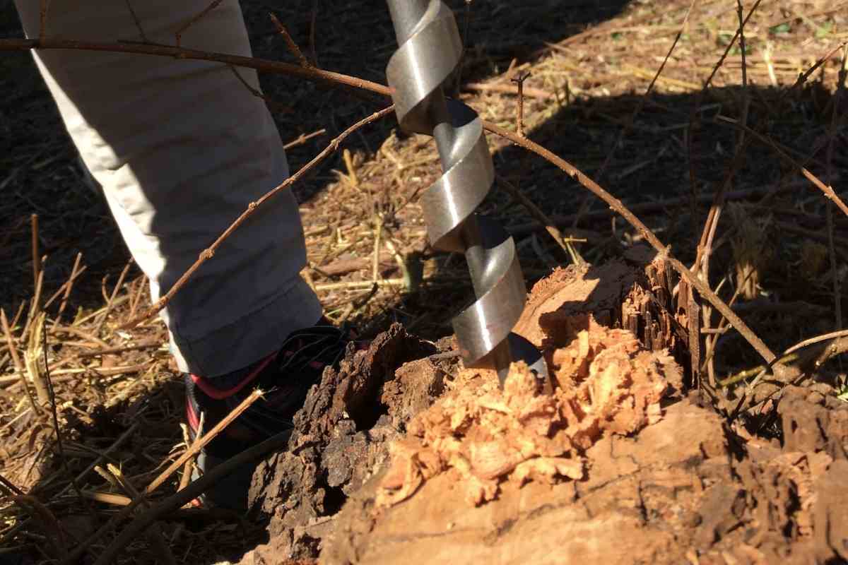 Methods To Kill A Tree Stump Using Motor Oil? Gardenia Organic