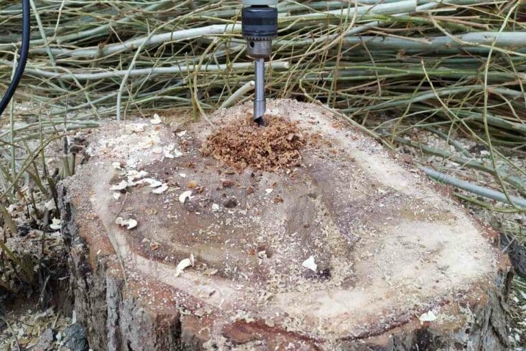 Methods To Kill A Tree Stump Using Motor Oil? Gardenia Organic