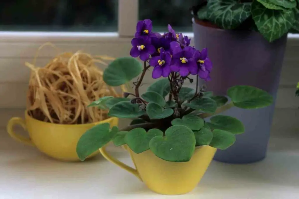 Fertilizers for African violets buyers guide