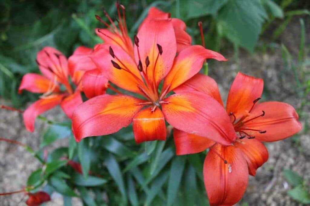 Fiery belle lily flower