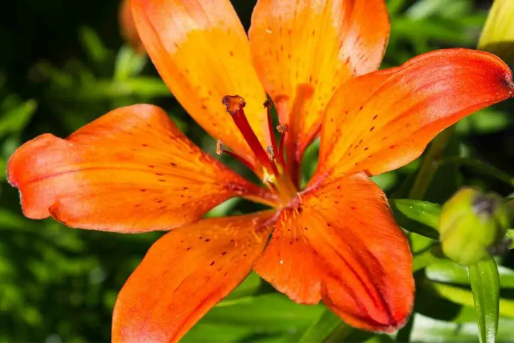 Fire King orange lily