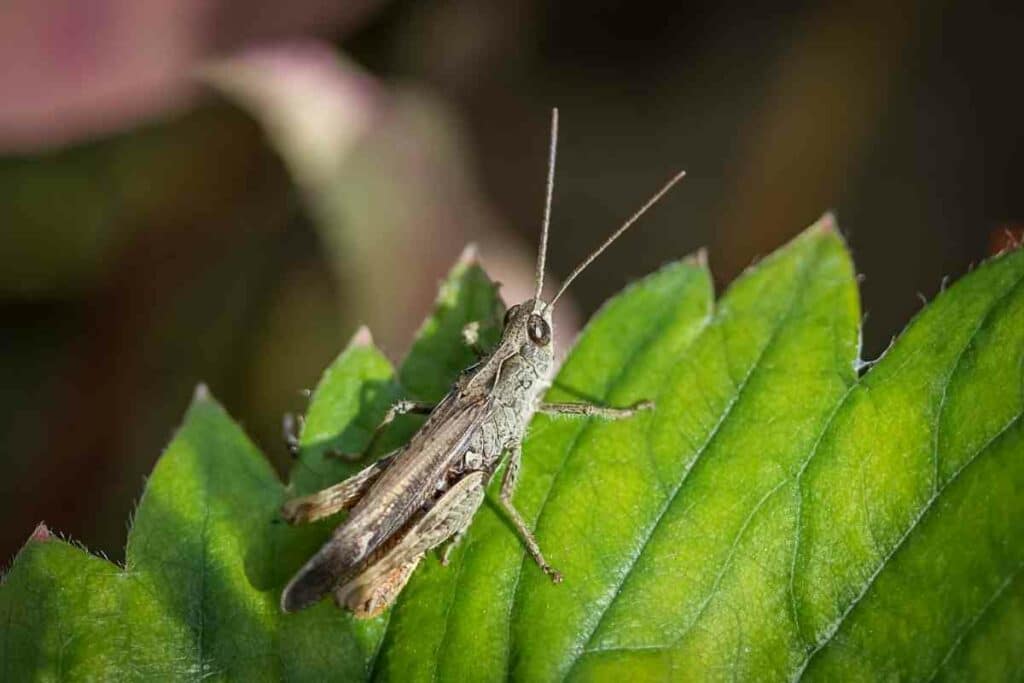 How To Get Rid Of Cricket Noise At Night (Sleep Better)