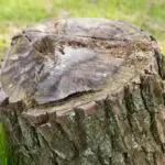 Kill A Tree Stump Using Motor Oil