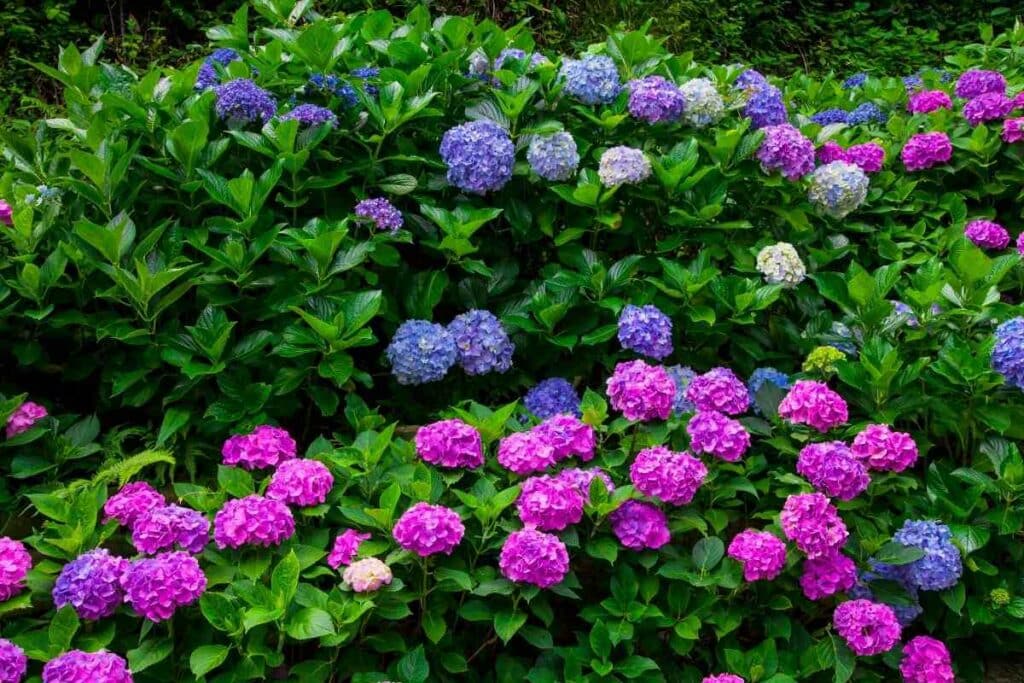 Summer Japanese Hydrangea flower