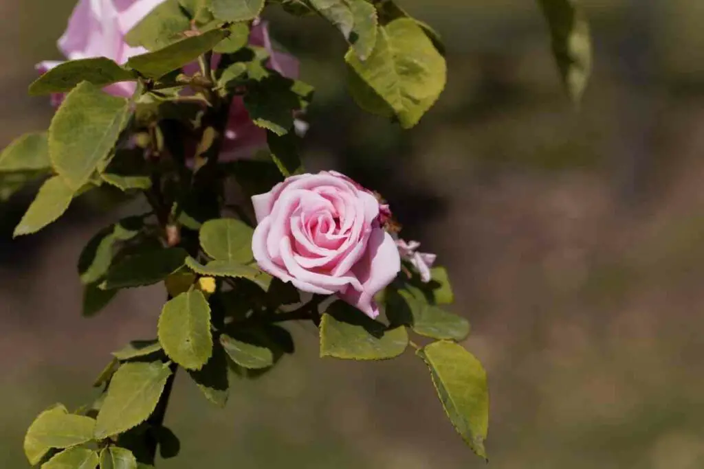 Kathleen Harrop pink rose