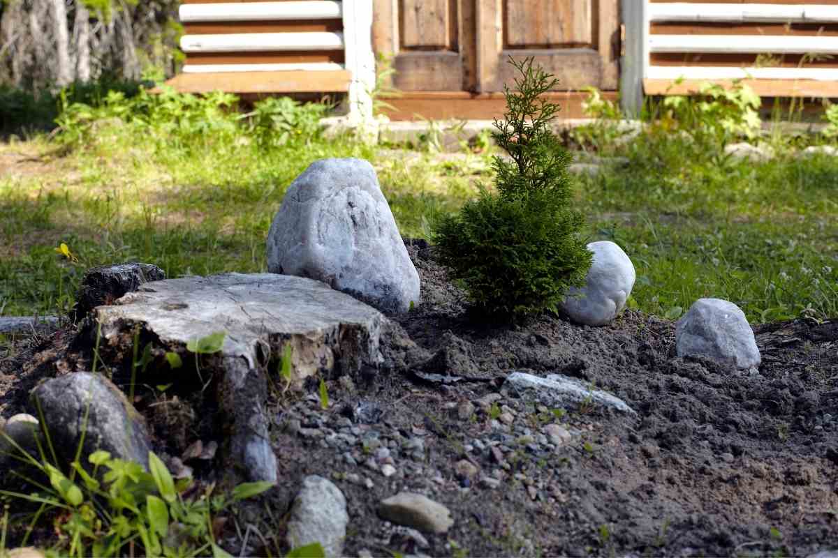 Methods To Kill A Tree Stump Using Motor Oil? Gardenia Organic