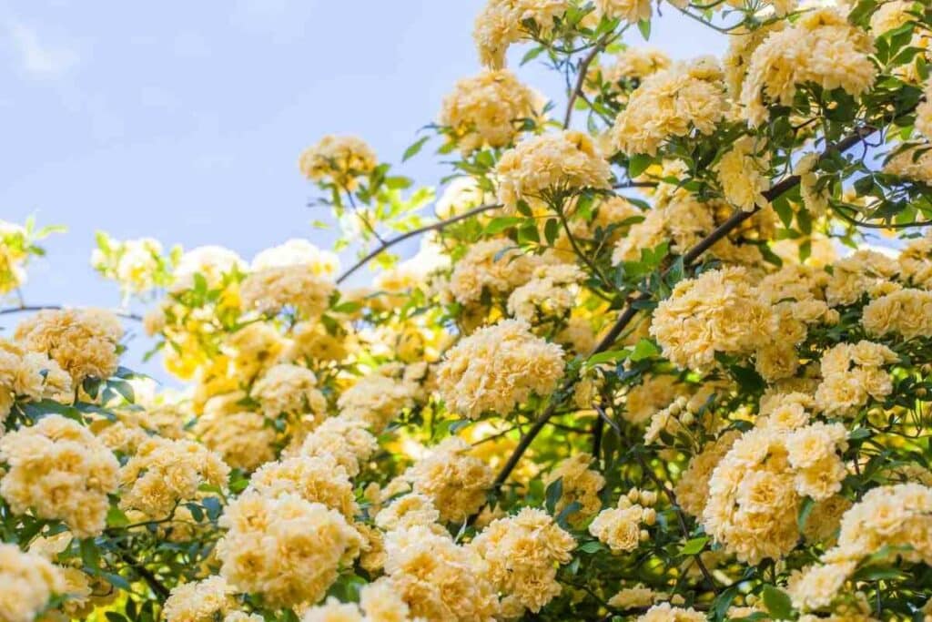 Lady Banks yellow roses