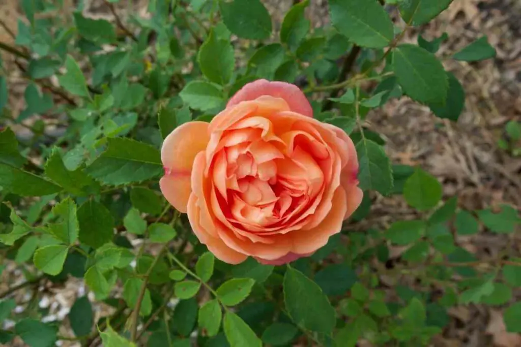 Orange color Leander hybrid tea rose